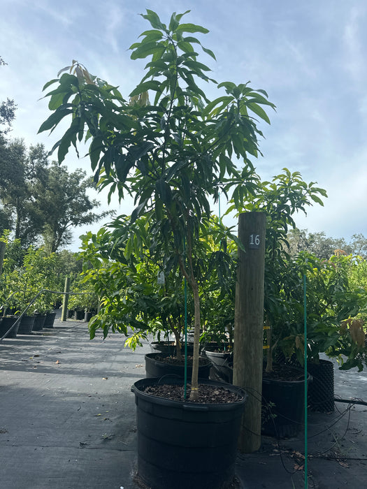 Mango-Tommy Atkins Tree by Zills