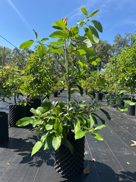 Avocado-Mexicola Tree Type A