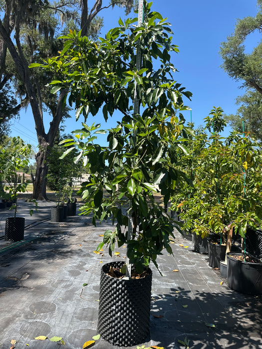 Avocado-Hall Tree Type B