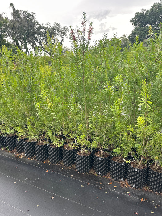 Bottlebrush Red Cluster