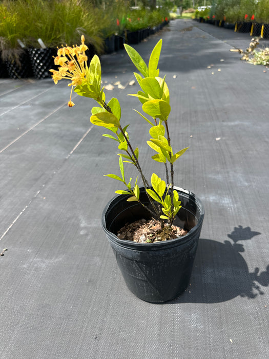 Ixora coccinea Maui Yellow / Flame Woods