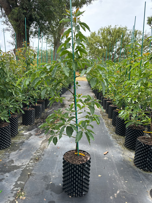 Monero Tree Avocado-Monroe Tree Type B — Jolly Green Nursery