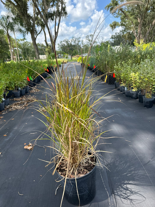 Red Fountain Grass