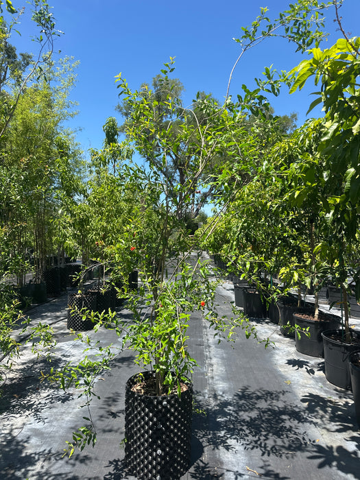 Pomegranate-Salavatski Tree