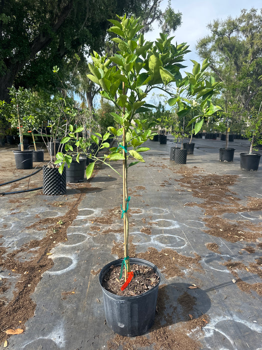 Orange - Valencia Tree
