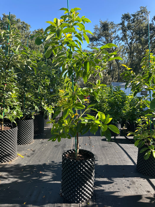 Avocado-Choquette Tree Type A