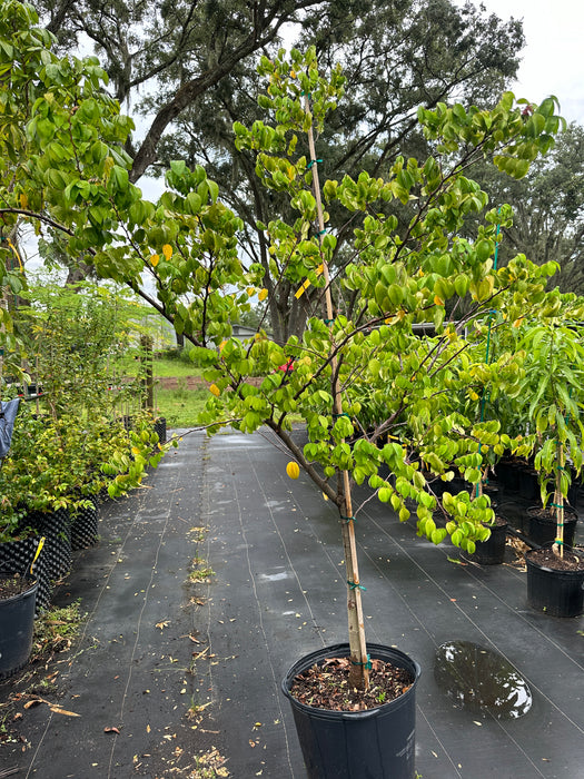 Carambola 'Golden Star'