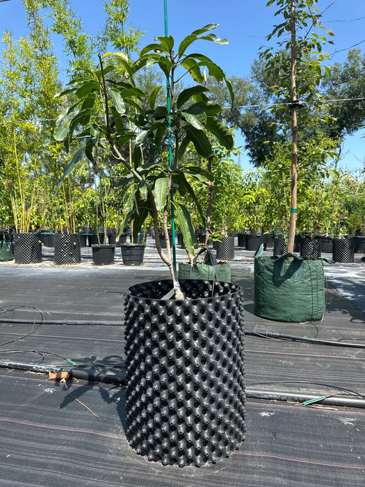 Mango-Mallika Tree