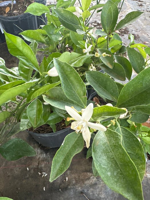 Orange - Red Navel Bush