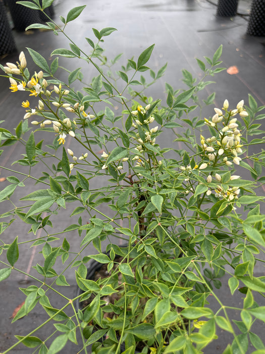 Nandina Heavenly Bamboo