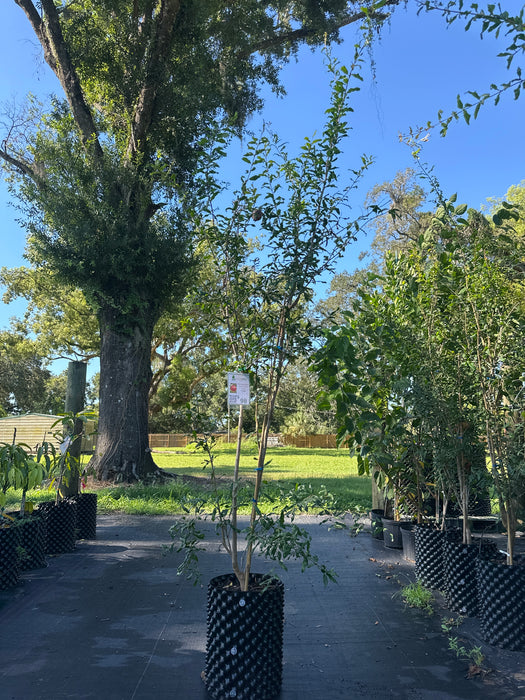 Pomegranate-Surh-Anor