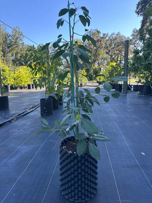 Avocado-Fuerte Tree Type B