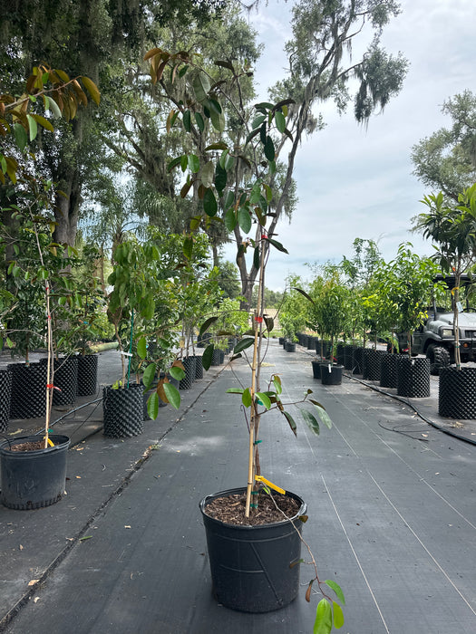 Caimito Tree - Green