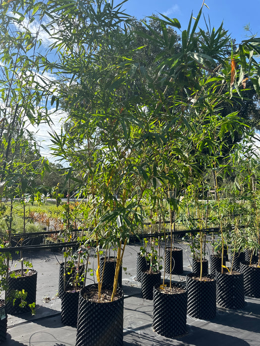 Golden Hawaiian Bamboo