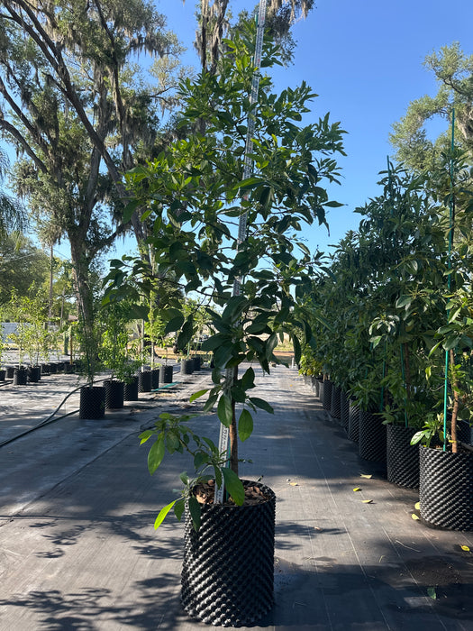 Avocado-Lula Tree Type A
