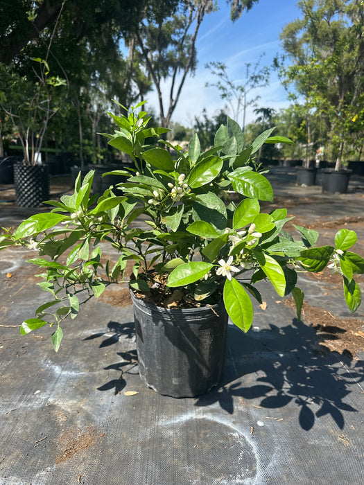 Orange - Navel Bush