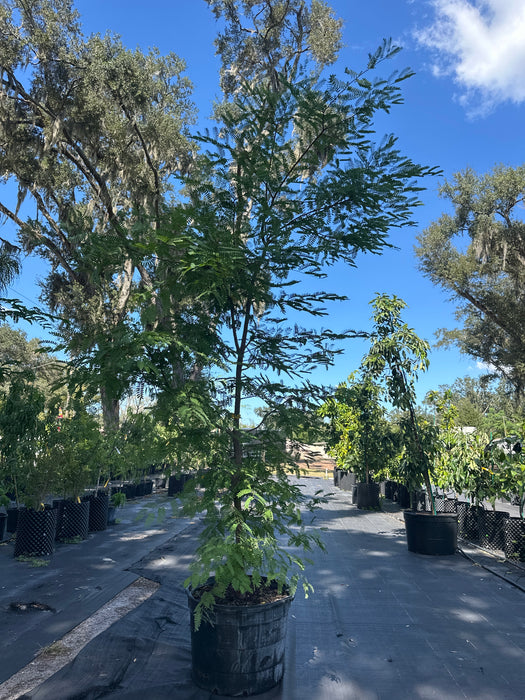 Tamarind-Tart Tree