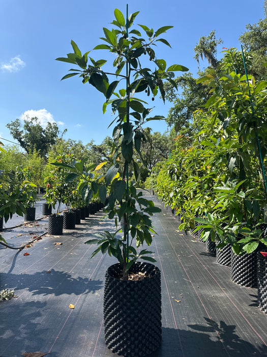 Avocado-Bacon Tree Type B
