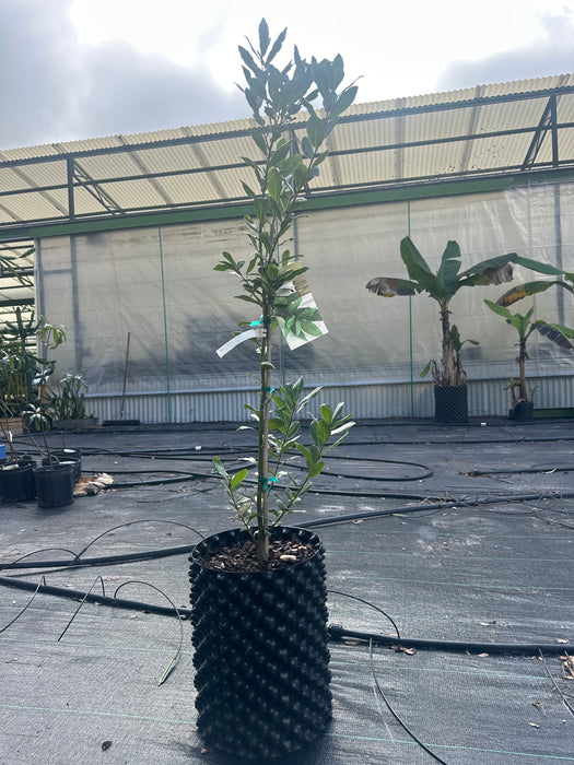 bay tree potted plant Bay Leaf Tree — Jolly Green Nursery