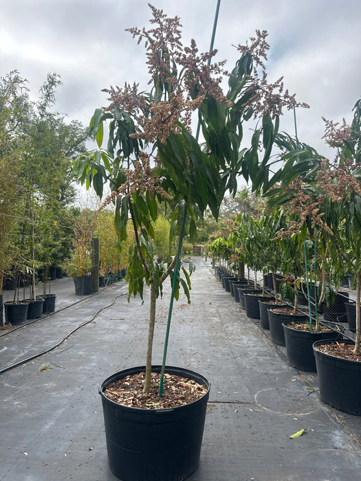 Mango-Tommy Atkins Tree by Zills