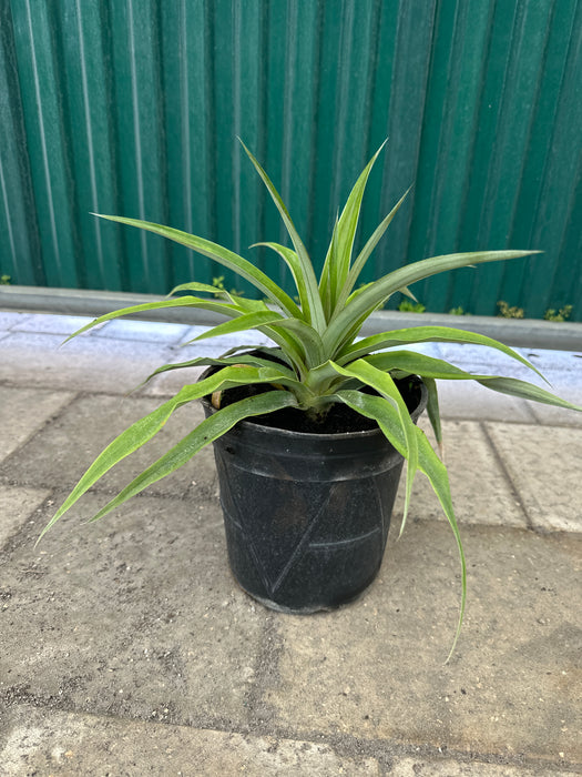 Pineapple White Jade