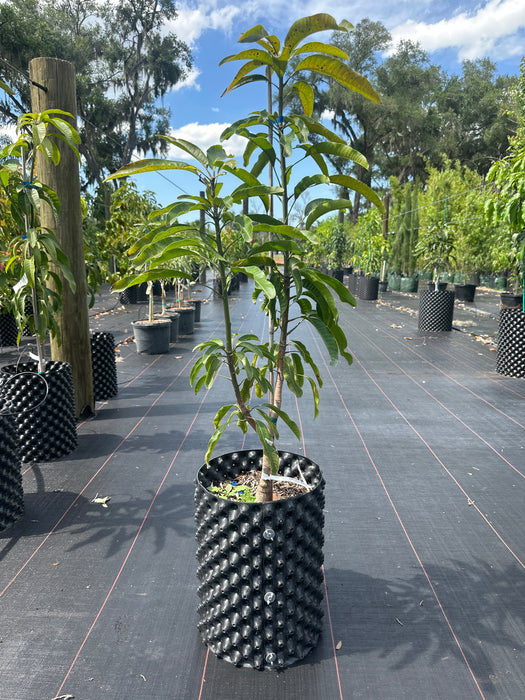Mango-Okrung Tree