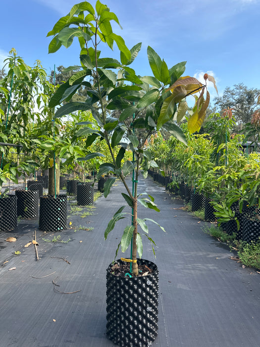 Mango-Cotton Candy Tree