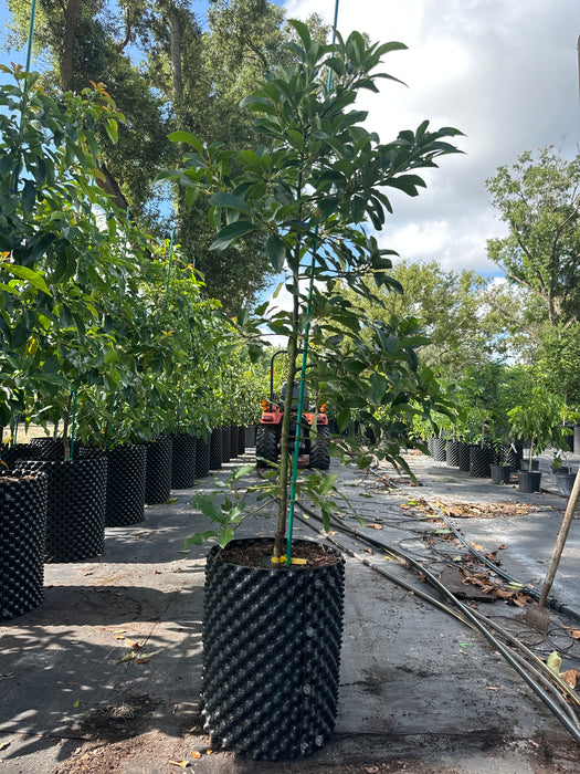 Avocado-Marcus Pumpkin Tree by Zills Type B
