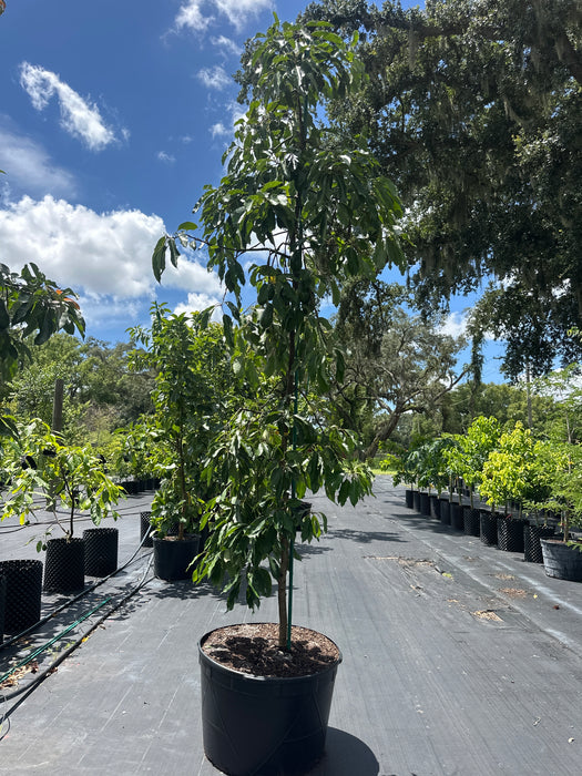 Avocado-Winter Mexican Tree by Zills Type B