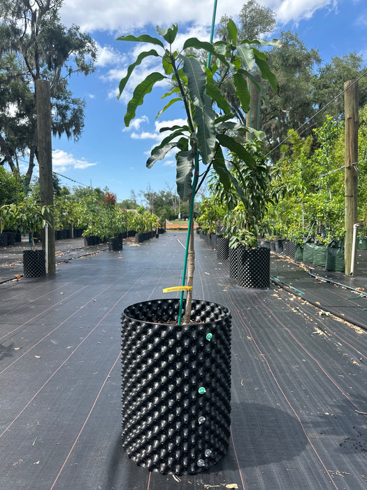 Mango-Lemon Meringue Tree by Zills