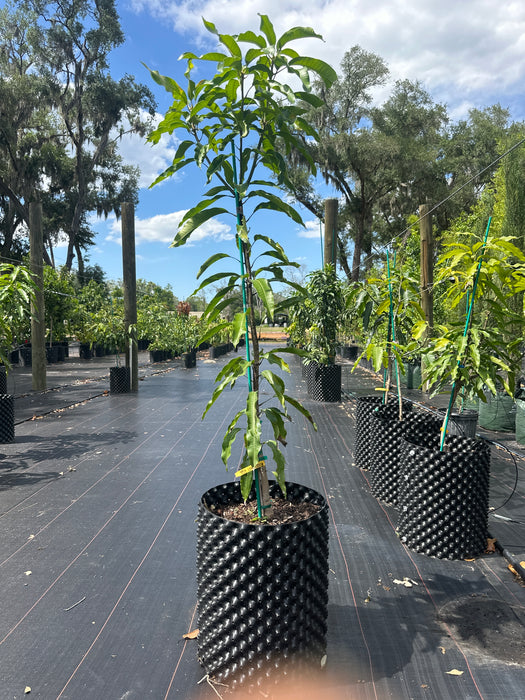 Mango-Lemon Zest Tree