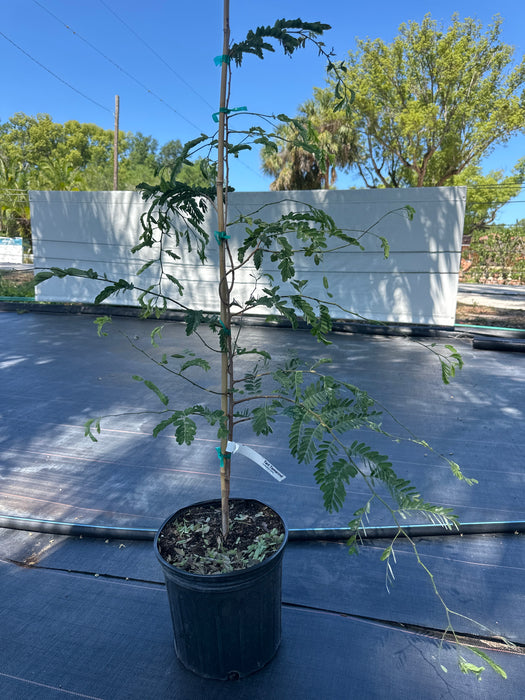 Tamarind-Tart Tree