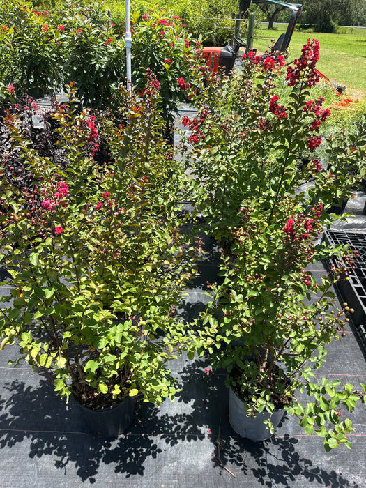 Crape / Crepe Myrtle 4 Varieties