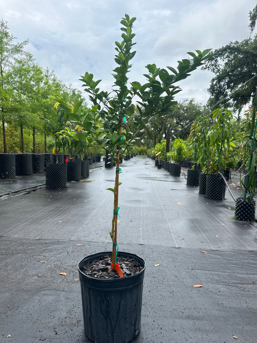 key lime potted plant Lime