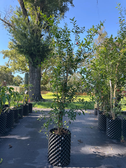 Pomegranate-Salavatski