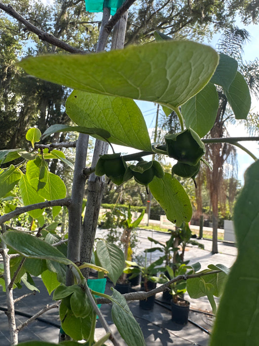 Persimmon-American Tree