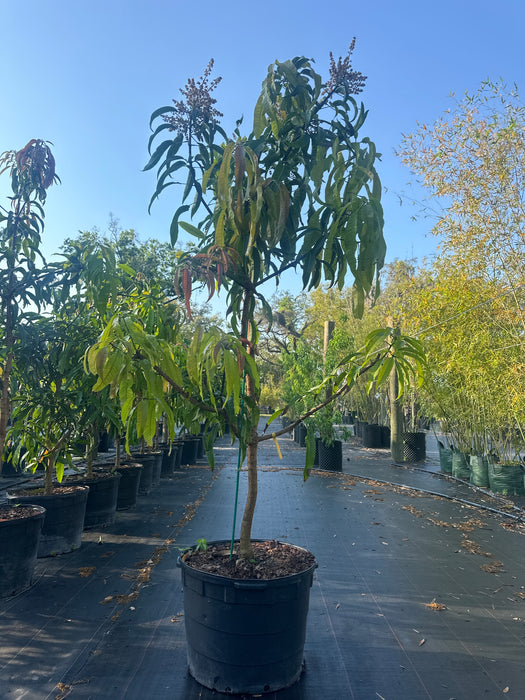 mango house plant Mango-Alphonso Tree by Zills — Jolly Green Nursery