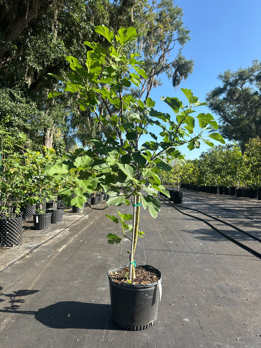 Fig Chicago Hardy Tree
