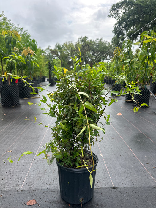 Carolina Jasmine Yellow