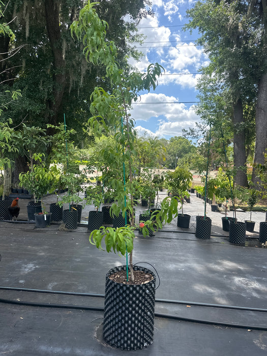 Peach-Tropic Beauty Tree