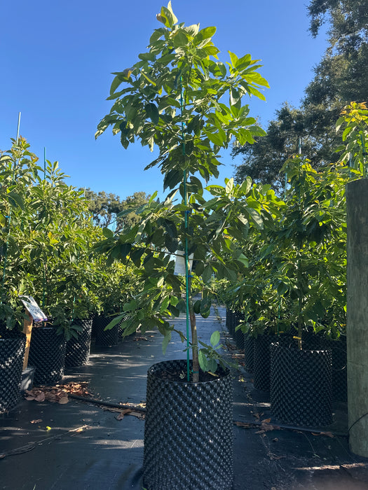 Avocado-Super Hass Tree (Haas) by Zills Type A