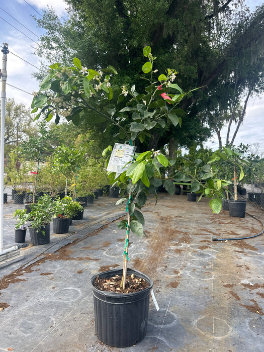 Grapefruit Red Ruby Tree