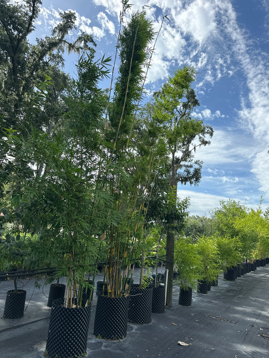 Graceful Bamboo