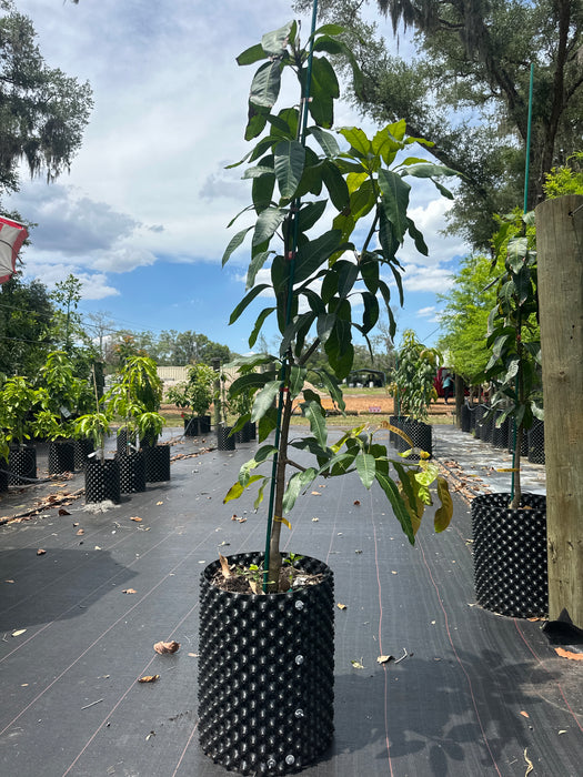 Mango-Cotton Candy Tree