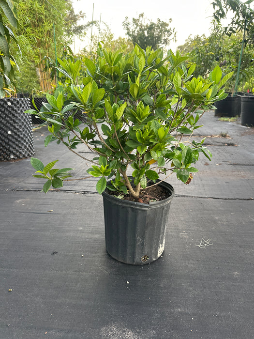 Gardenia Golden Magic Plant