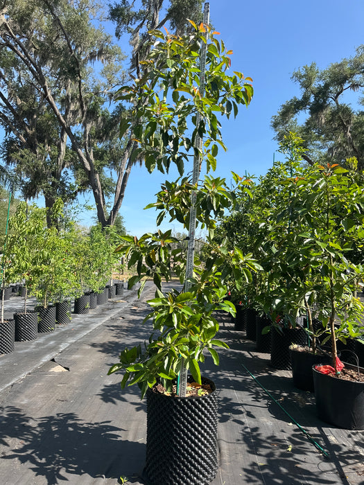 Avocado-Monroe Tree Type B