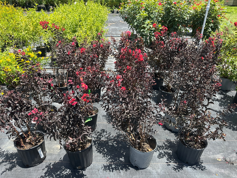 Crape / Crepe Myrtle 4 Varieties