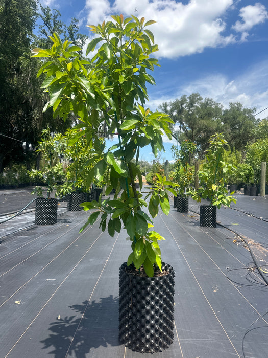 Avocado-Waldin Tree Type B