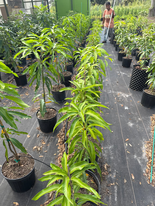 Mango-Pina Colada Mango by Zills — Jolly Green Nursery Mango-Pina Colada Mango by Zills — Jolly Green Nursery