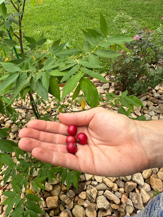 Strawberry Tree